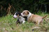 BULL TERRIER MINIATURE 251